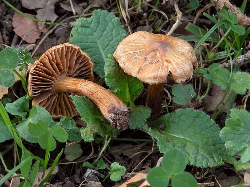 Gaspy � tornato e subito un Cortinarius